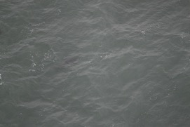 Missing Picture
